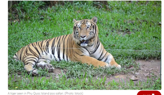 भियतनामको चिडियाखानामा वर्डफ्लूको कारण ४७ बाघको मृत्यु