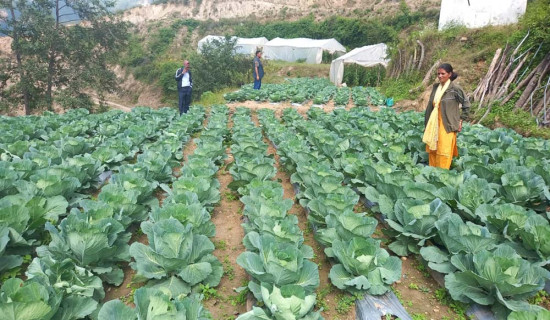 सडक सञ्जालले जोडिदै बाजुराका गाउँ बस्ती