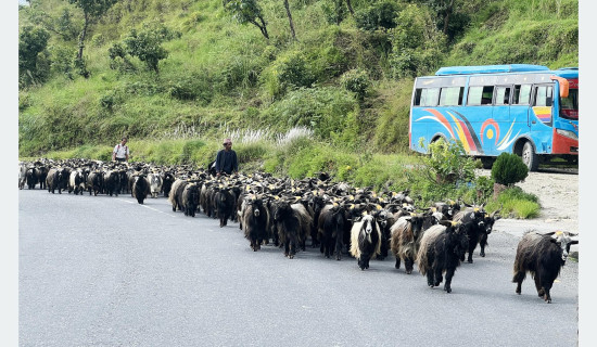 सडक मर्मतमा सेनाको   सहयोग लिने तयारी