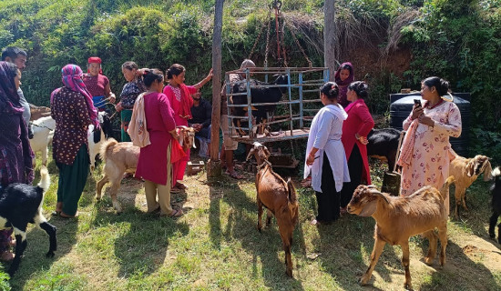 राप्ती नदी किनारामा दाउरा सङ्कलन गर्नेको भिड