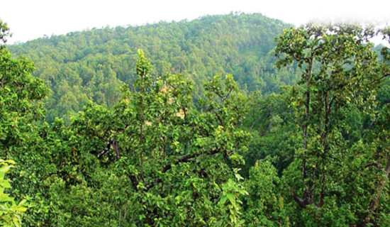 बुटवलमा  चिया प्रदर्शनी