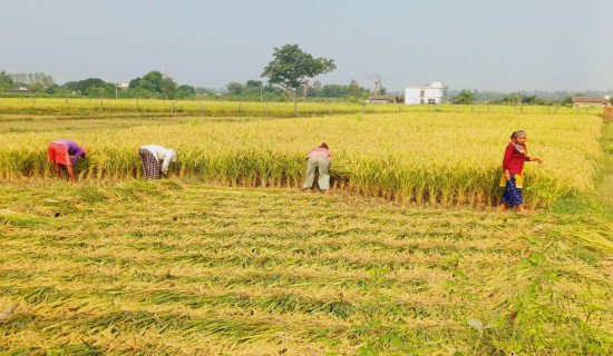 लागूऔषधसहित युवती पक्राउ