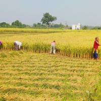 नदीमा पानीको बहाव घट्याे, घर फर्कंदै विस्थापित