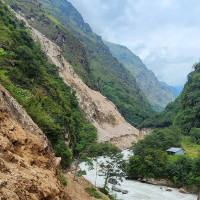 धनकुटामा आठ प्रतिशत मात्रै रोपाइँ