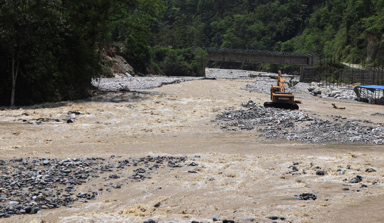 धनकुटामा आठ प्रतिशत मात्रै रोपाइँ