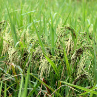 पहिरोले बुद्धसिंह मार्ग दुई दिनदेखि अवरुद्ध