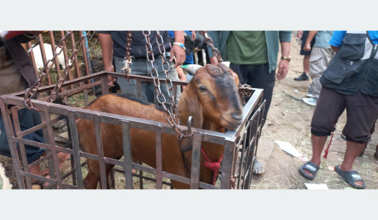 पदोन्नति नपाएका राष्ट्रसेवक मन्त्रालयको मूलद्वारमा लुँडो खेलेर दुई घण्टा बिताउँदै