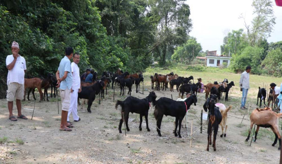 बिक्री भएनन् खसीबोका