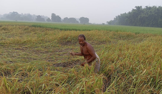 सुनसरीमा किसान भन्छन् : ‘यसपटकको दसैँ दशा भएर आयो’