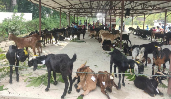 रोहिणीमा ४५० थान जग्गाधनी प्रमाणपुर्जा वितरण