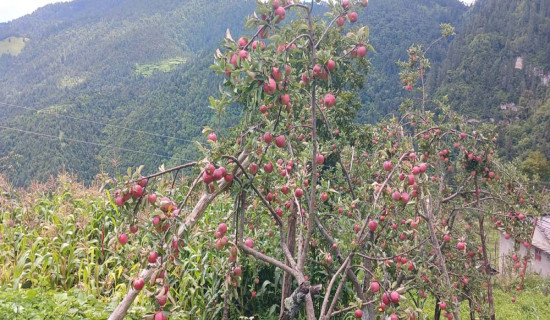 सुगमका उपभोक्तालाई दुर्गमका स्याउ