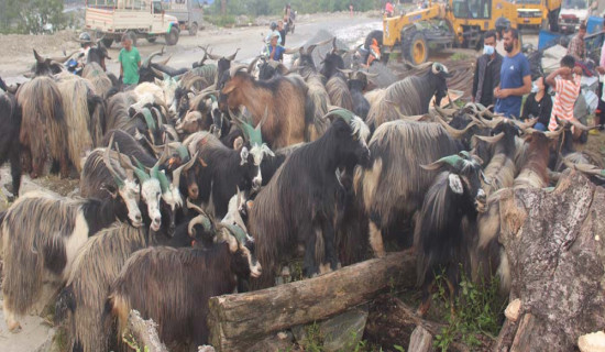 दसैँलाई बिस हजार खसीबोका र भेडाच्याङ्ग्रा