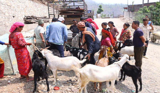 छ करोडभन्दा बढीका खसीबोका निकासी