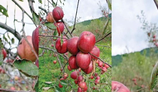 कर्णालीको स्याउ बजारमा आएपछि विदेशी स्याउ विस्थापित