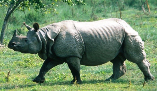 गैँडासँग मोटरसाइकल ठोक्किँदा दुई घाइते