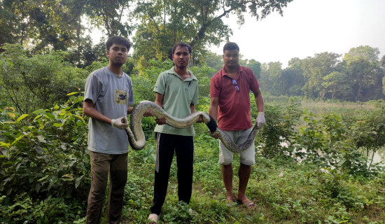 धान खेतबाट अजिङ्गरको उद्धार