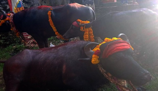 बली दिने राँगोका लागि पौने पाँच लाखको बोलकबोल