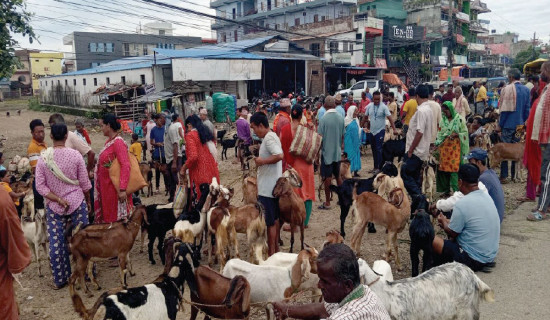 खसी-बोका किन्न उपभोक्ताको भिड: छ दिनमा २५ हजार बिक्री