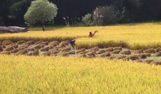 खेतमा धान काट्दै किसान