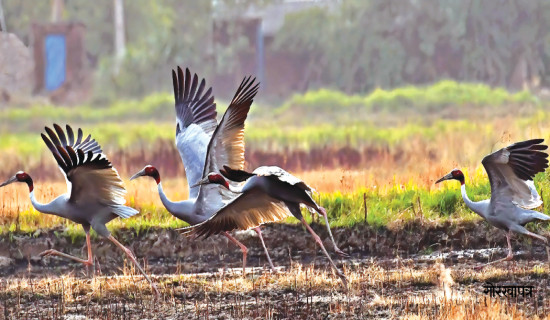 पन्क्षीलाई पनि जलवायु परिवर्तनको असर