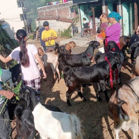 मार्फामा ४० वर्षपछि तापक्रम अस्वाभाविक परिवर्तन