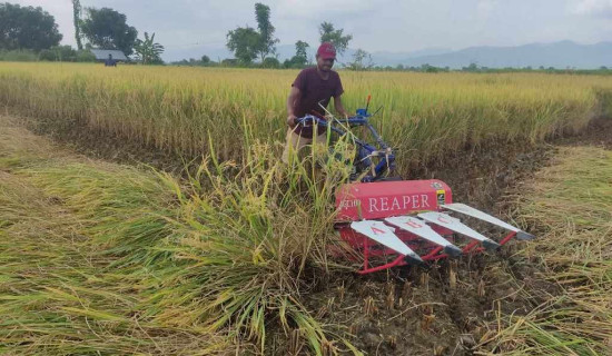 राप्ती नदीमा दुर्गा भवानीका सयौं मूर्ति विसर्जन