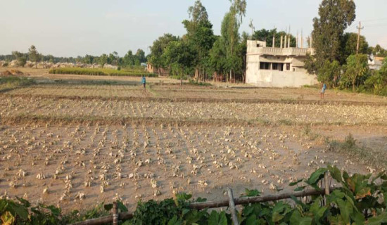 मेची राजमार्ग खुलेसँगै पाथीभरामा तीर्थयात्री वृद्धि