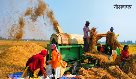 धान थ्रेसिङ गर्दै किसान