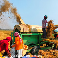 धान थ्रेसिङ गर्दै किसान