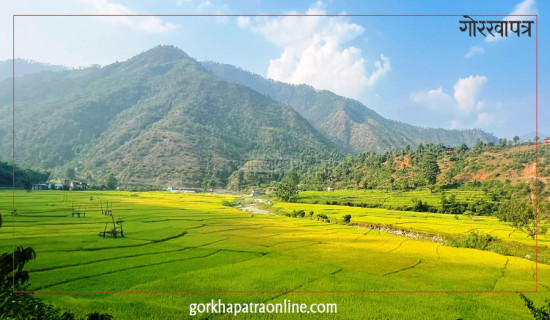 पाक्न लाग्यो धानबाली