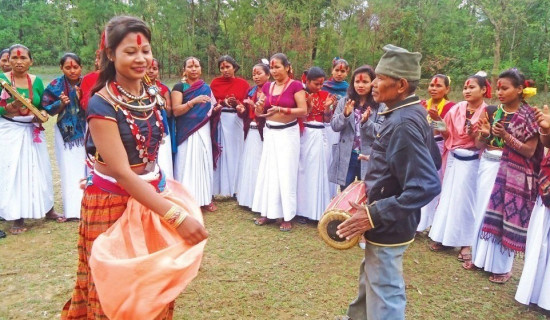 थारु गाउँबस्तीमा सखिया नाचको रौनक जारी