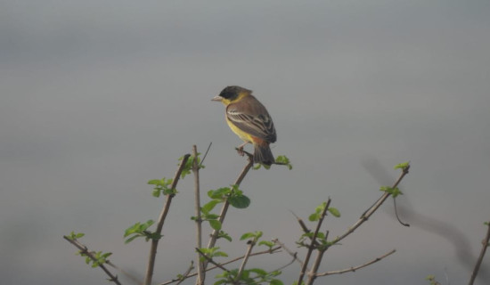 सुरु भयो चराको आन्तरिक बसाइँसराइ