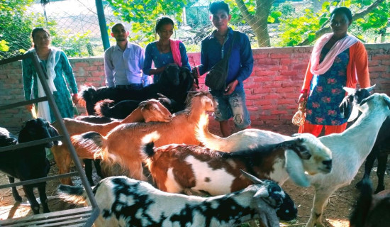 बाँकेबाट तीन करोडका खसीबोका बिक्री