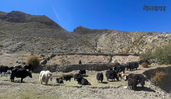 बाढीका कारण धान उत्पादनमा कमी आउने आकलन