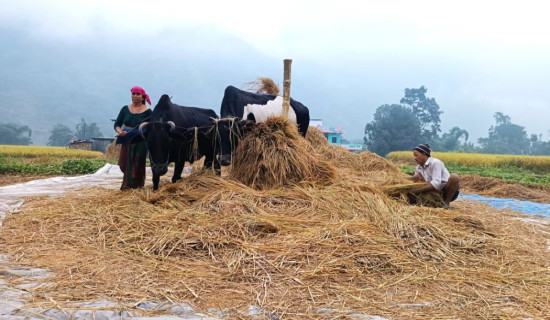 किसानलाई धान भित्र्याउन चटारो