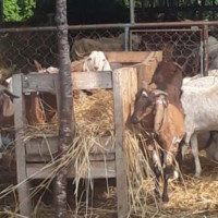 सरकारले सभापतिलाई धरपकड गर्‍यो : प्रमुख सचेतक परियार