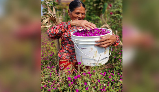 मखमली फूलकाे माला उन्न भ्याइनभ्याइ