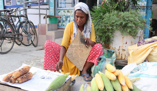 मकै बेचेर जीवन निर्वाह