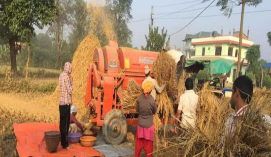 किसान धान भित्र्याउन व्यस्त