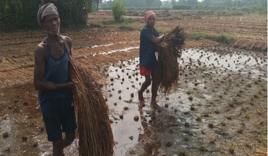 पर्सा ३ (ख)मा कांग्रेसका जनार्दन सिंह क्षेत्री विजयी