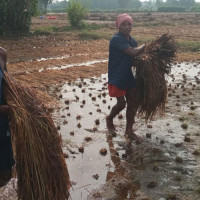 बारामा कुटपिटबाट एक जनाको मृत्यु