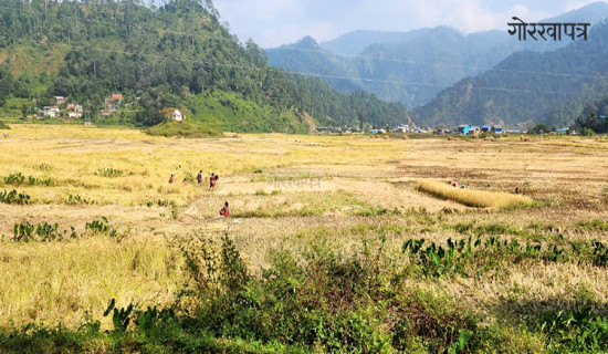 दार्चुलामा आगो लगाएर एकल महिलाको हत्या