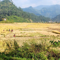 किसान धान भित्र्याउन व्यस्त