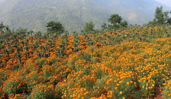 ड्रागन फ्रुटसँगै सयपत्री फूलको खेती