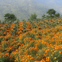 बागमती नदीमा रोकिएको ग्यास बुलेट