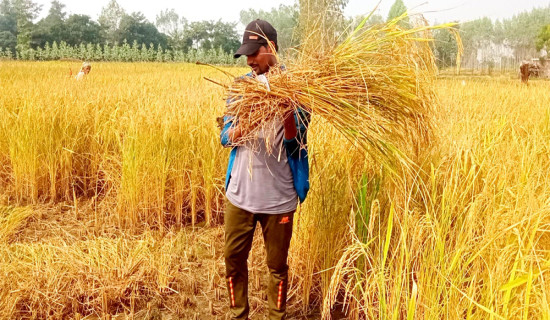 बाँकेमा यस वर्ष एक लाख ५० हजार मेट्रिकटन धान उत्पादन हुने