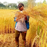 भारतबाट मुर्रा राँगा ल्याउने प्रक्रिया सुरु