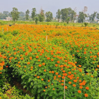 सूर्यनारायण पुरस्कारबाट बेनीका अग्रज कलाकारद्वय श्रेष्ठ सम्मानित