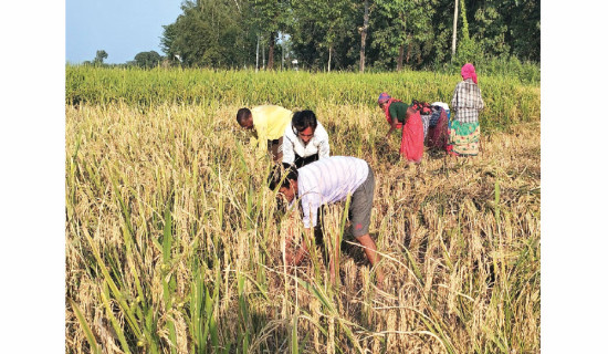 किसानलाई अगौटे धान काट्न चटारो