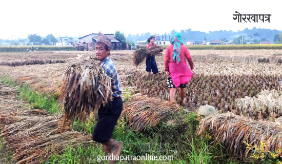 भिजेको धानबाली स्याहार्दै किसान